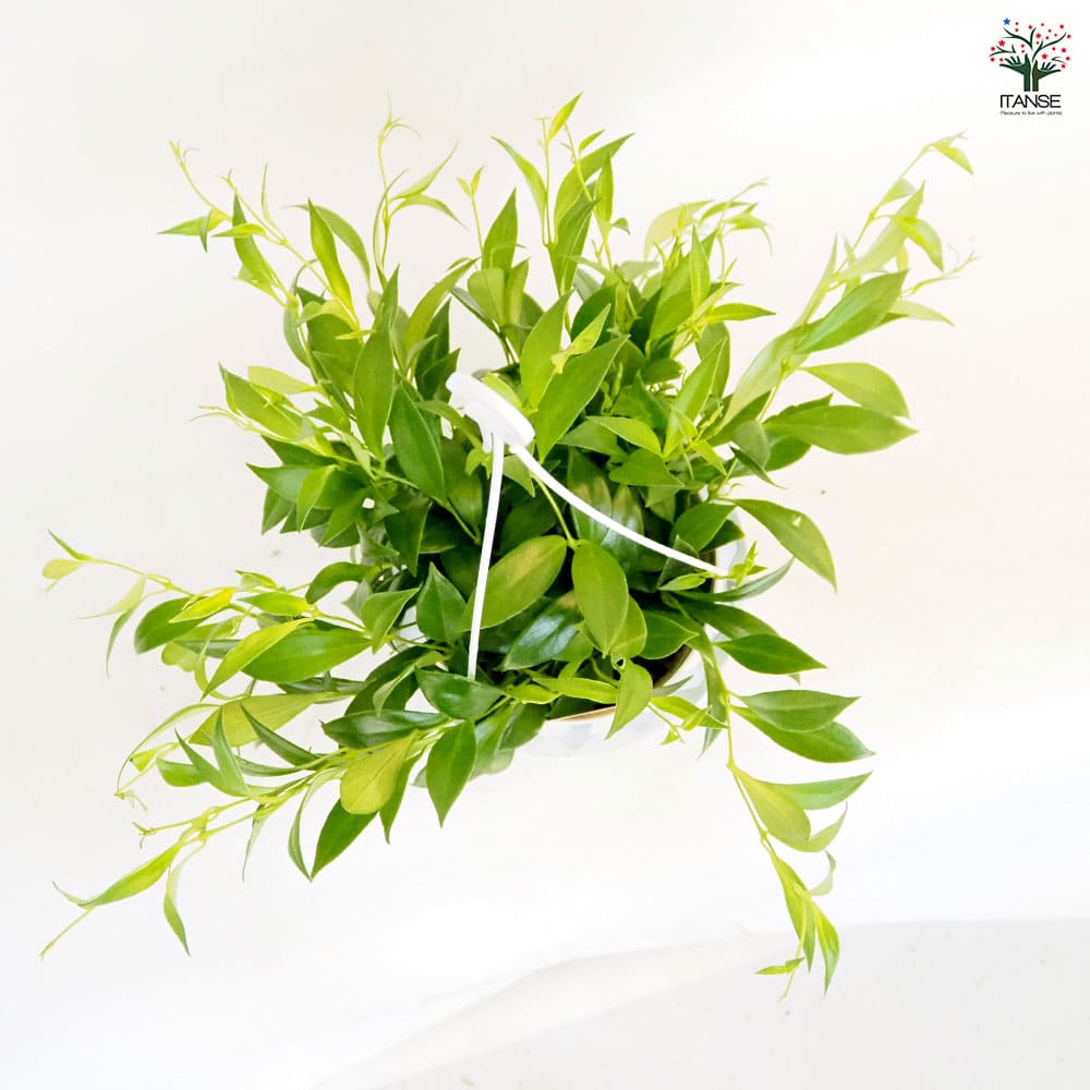 エスキナンサス ミクランサス 【観葉植物 5号／1個売り】