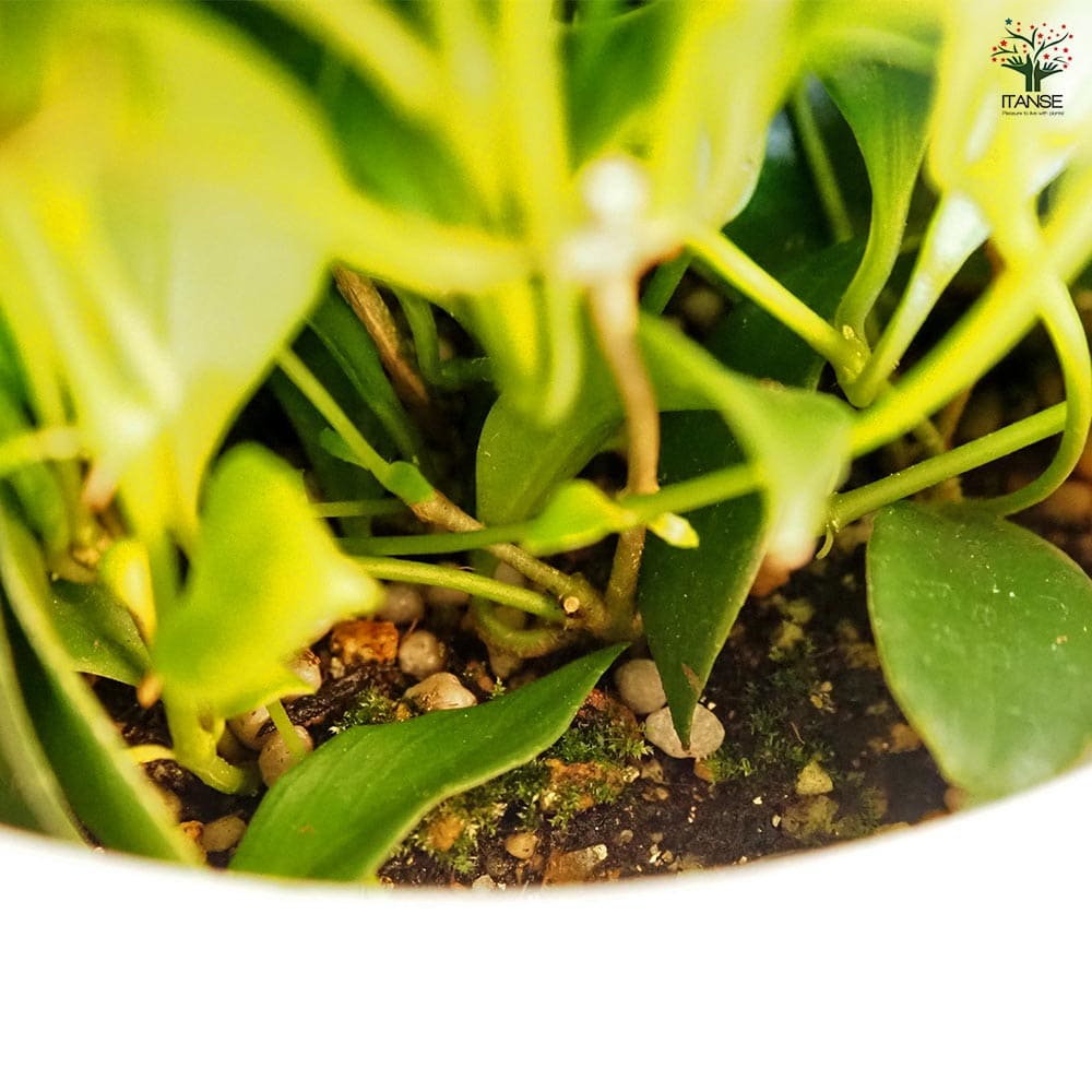 エスキナンサス ミクランサス 【観葉植物 5号／1個売り】