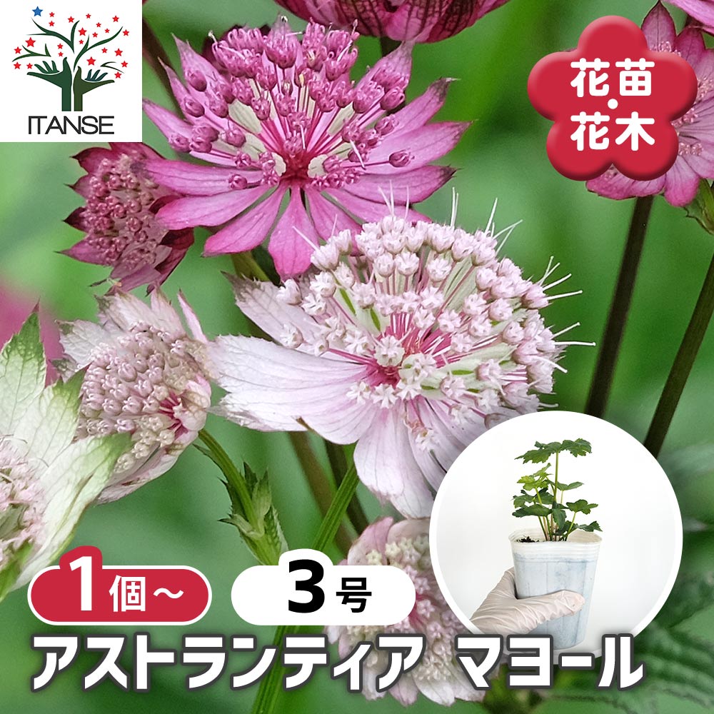 アストランティア マヨール 【花苗 3号】｜ 【植物のITANSE