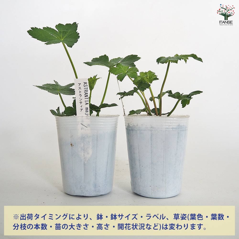 アストランティア マヨール 【花苗 3号】｜ 【植物のITANSE