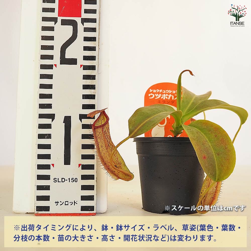 食虫植物 ウツボカズラ ミランダ 【観葉植物 3号／1個売り】