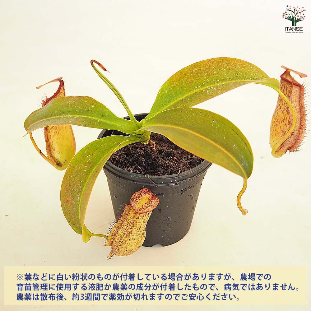 食虫植物 ウツボカズラ ミランダ 【観葉植物 3号／1個売り】