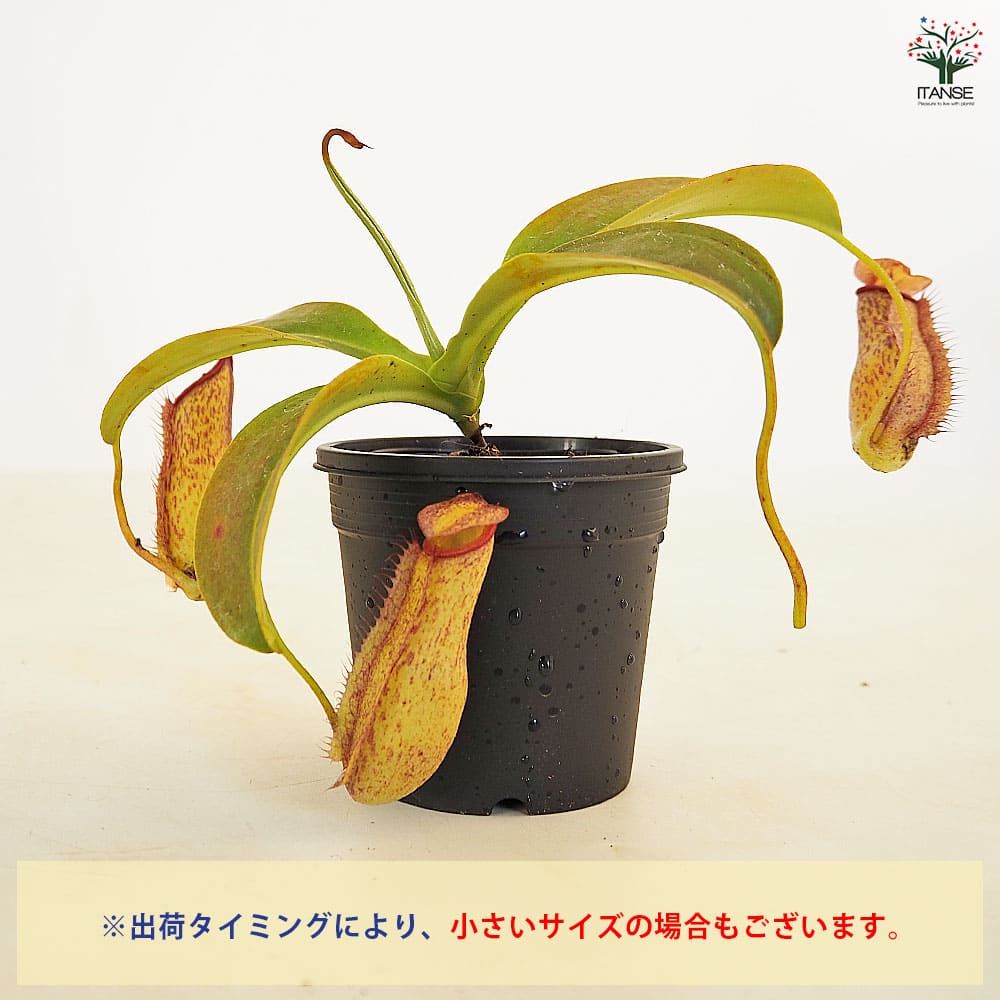 食虫植物 ウツボカズラ ミランダ 【観葉植物 3号／1個売り】｜ 【植物