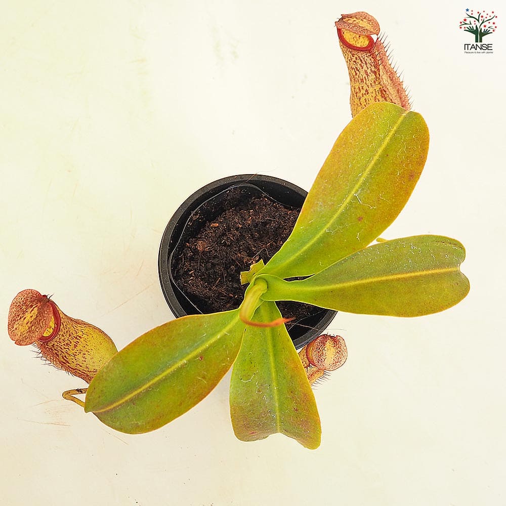 食虫植物 ウツボカズラ ミランダ 【観葉植物 3号／1個売り】