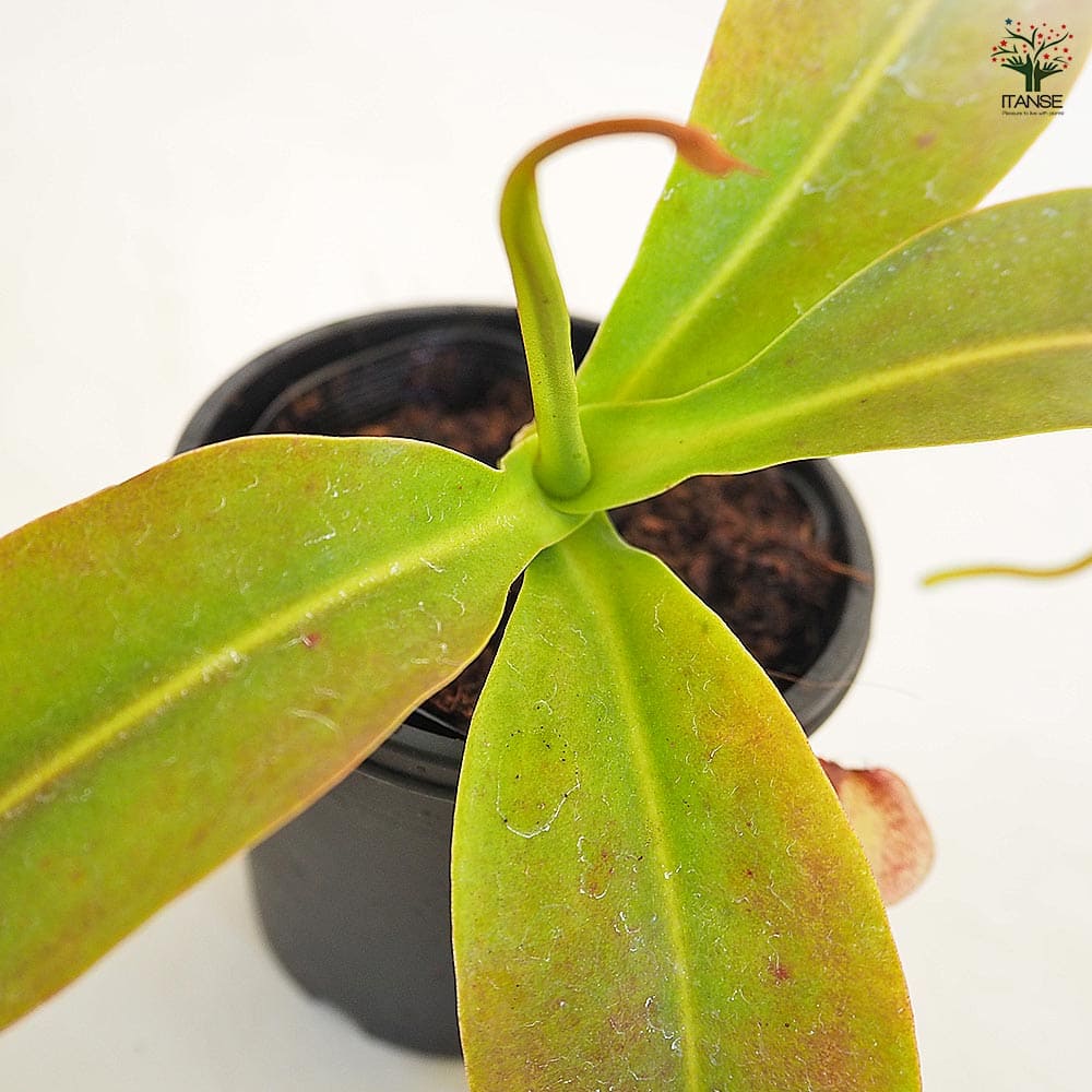 食虫植物 ウツボカズラ ミランダ 【観葉植物 3号／1個売り】