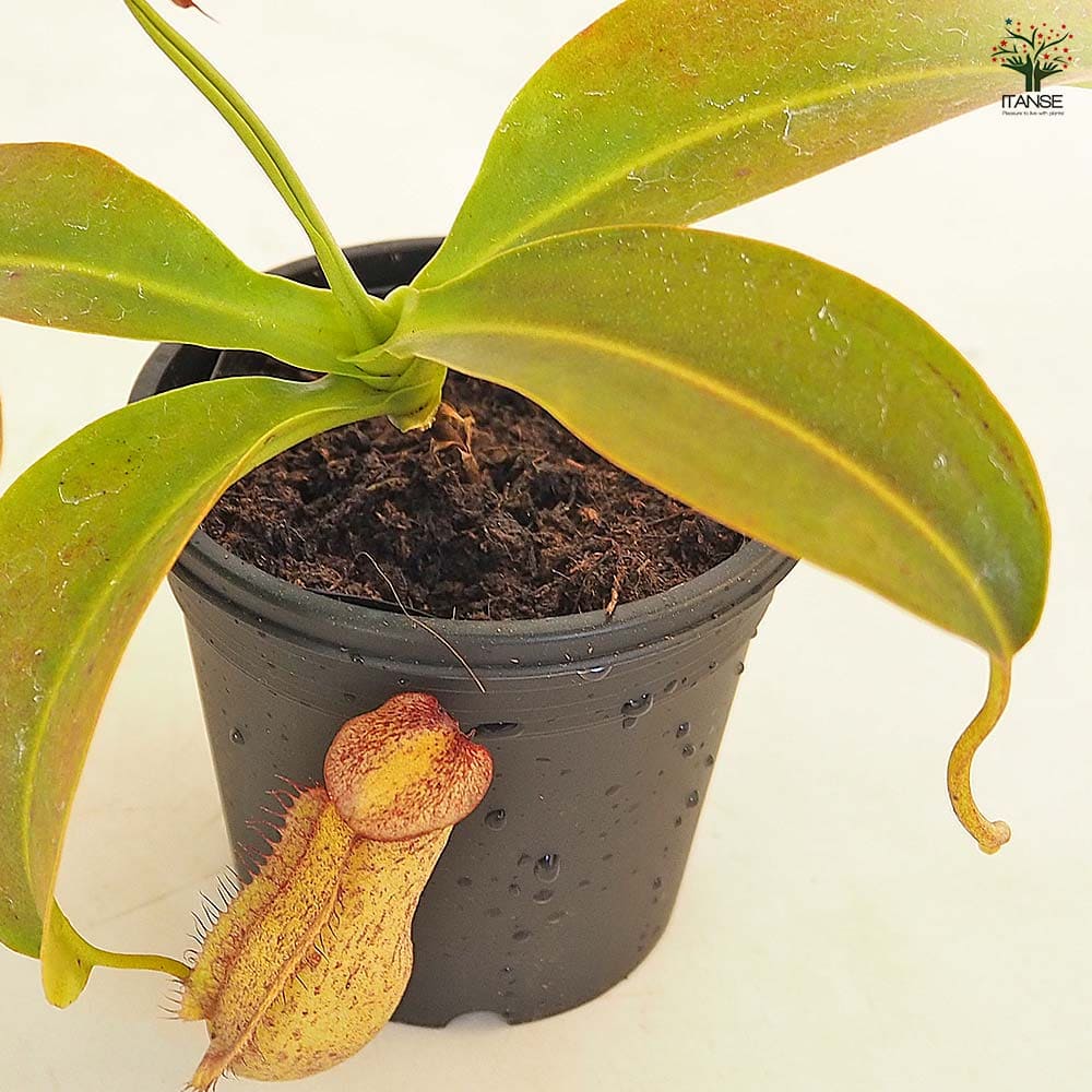 食虫植物 ウツボカズラ ミランダ 【観葉植物 3号／1個売り】