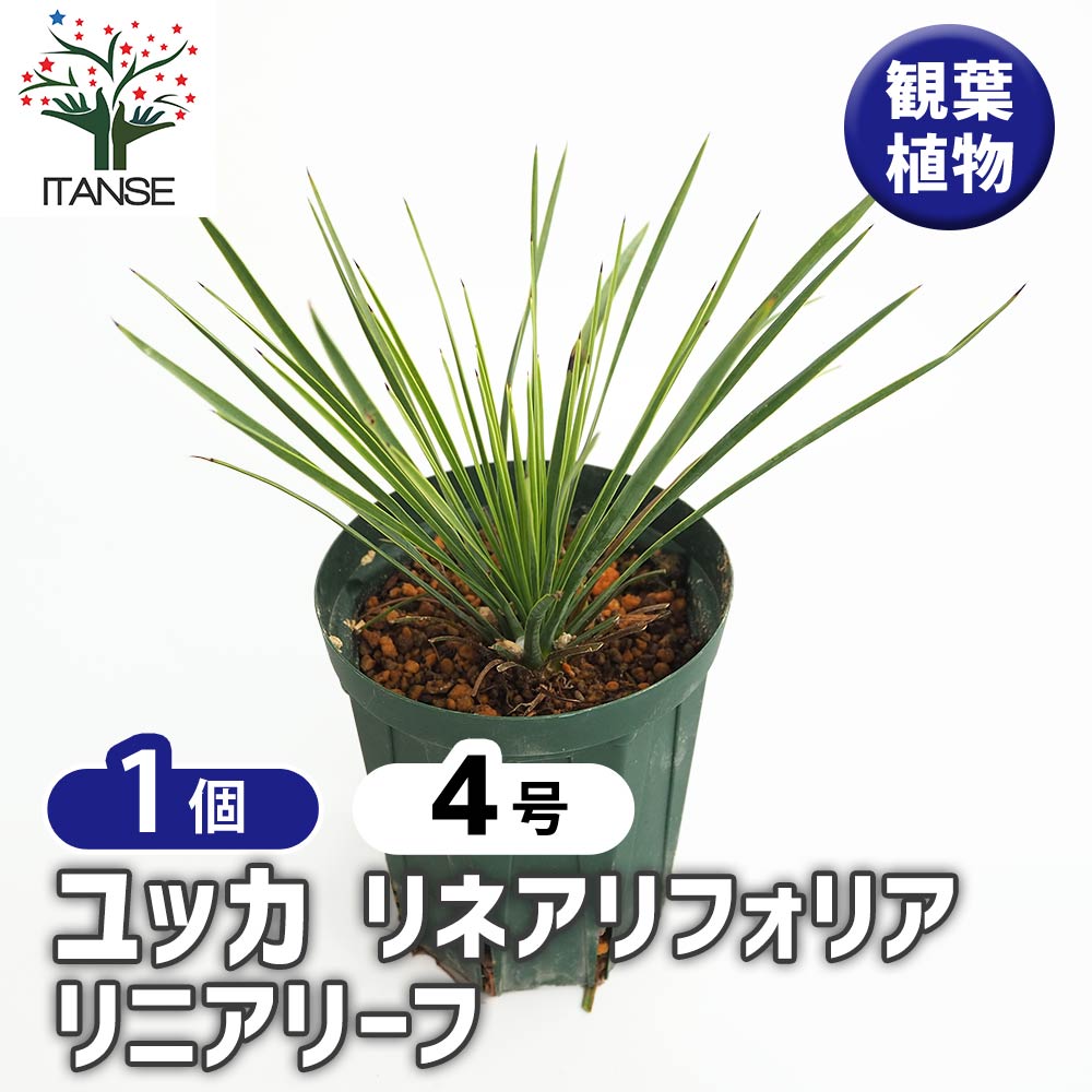 専用出品 リピ特割ユッカ リネアリフォリア (う) 楽天市場】【現品・現物】ユッカ・リネアリフォリア - yucca