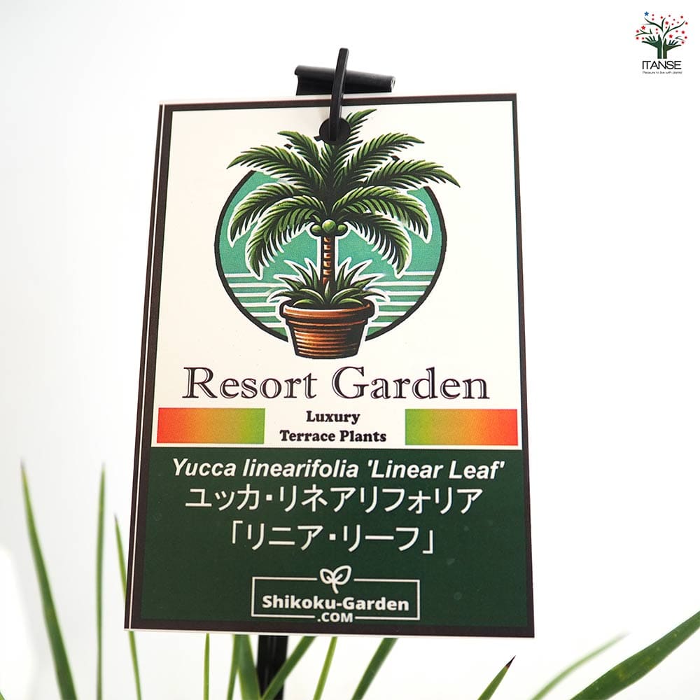 ユッカ リネアリフォリア リニアリーフ 【観葉植物 4号／1個売り