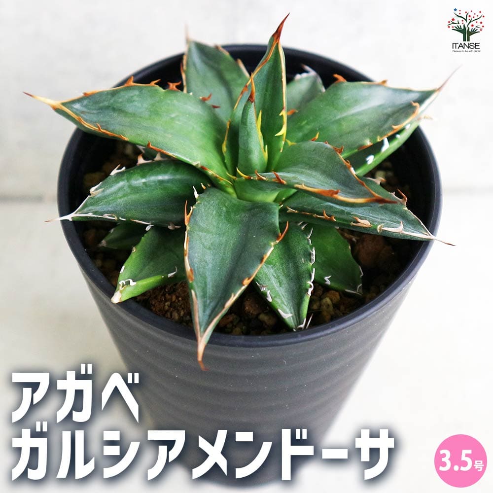 アガベ ガルシアメンドーサ 【多肉植物 3.5号／1個売り】｜ 【植物の