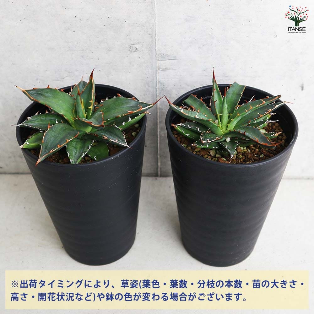アガベ ガルシアメンドーサ 【多肉植物 3.5号／1個売り】｜ 【植物の