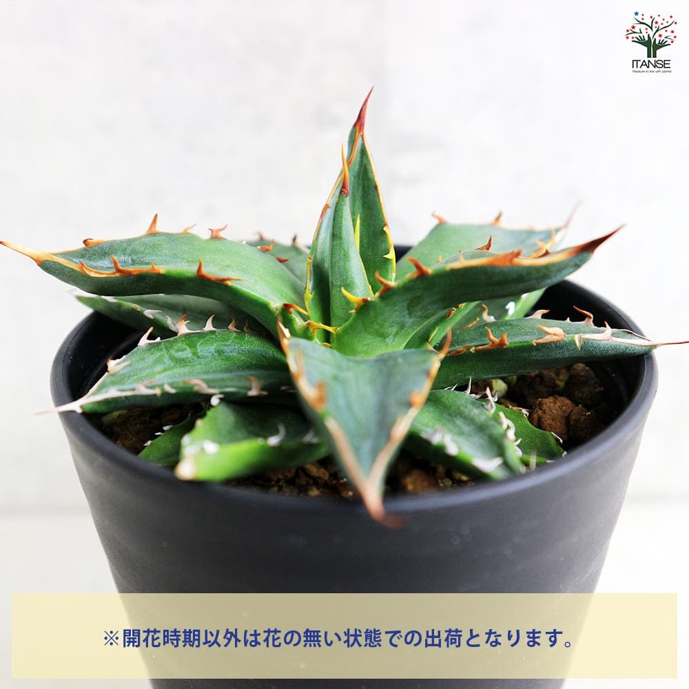 アガベ ガルシアメンドーサ 【多肉植物 3.5号／1個売り】｜ 【植物の