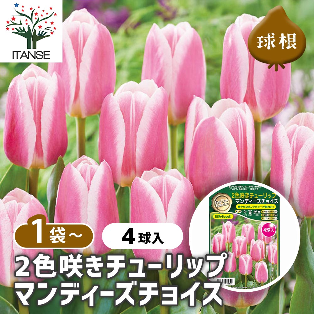 球根】サンネ 4球 チューリップ ユリ咲き 芳香性 ピンク アプリコット