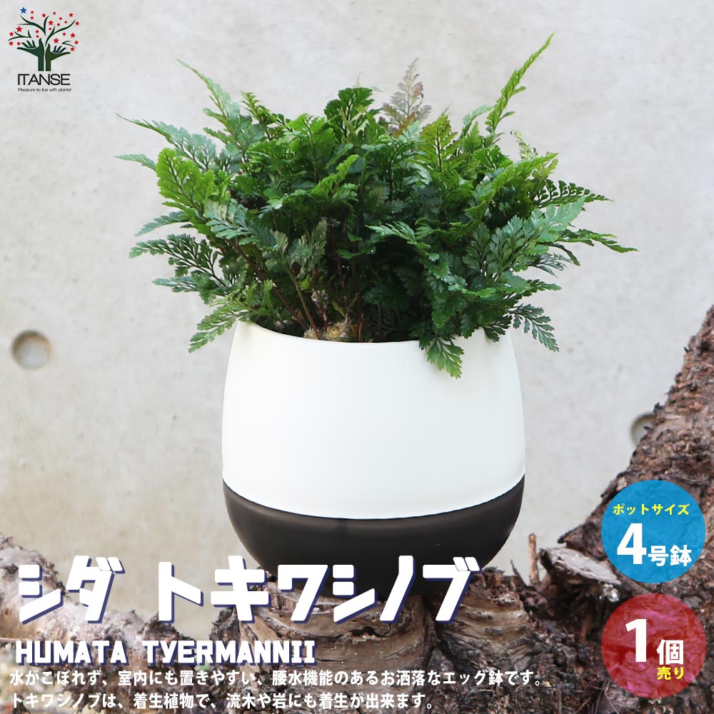 シダ トキワシノブ【観葉植物 4号エッグ鉢／1個売り】