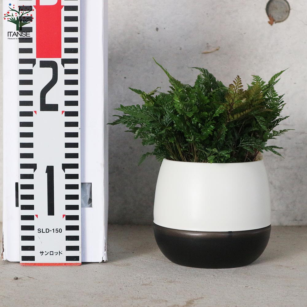 シダ トキワシノブ【観葉植物 4号エッグ鉢／1個売り】