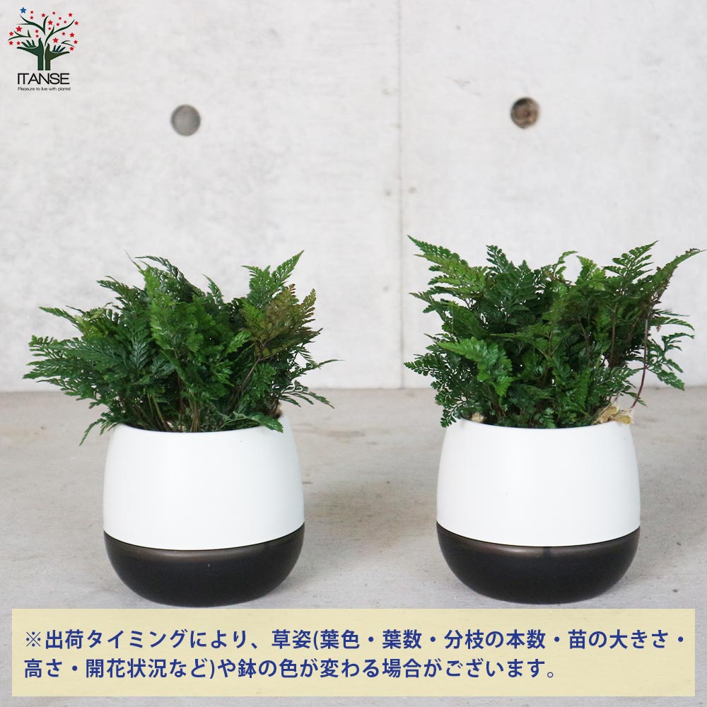 シダ トキワシノブ【観葉植物 4号エッグ鉢／1個売り】