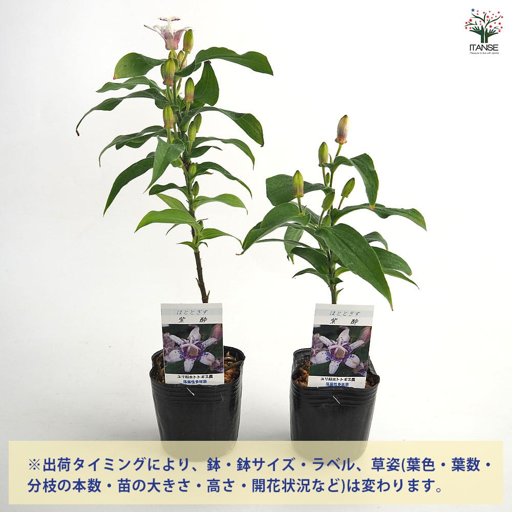 ホトトギス 紫酔 【花苗 3号】｜ 【植物のITANSE】全品送料無料