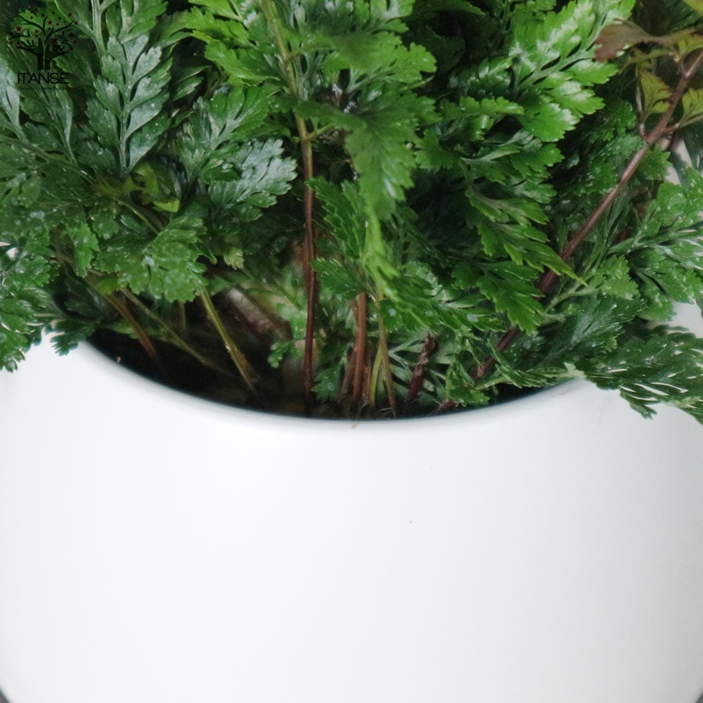 シダ トキワシノブ【観葉植物 4号エッグ鉢／1個売り】