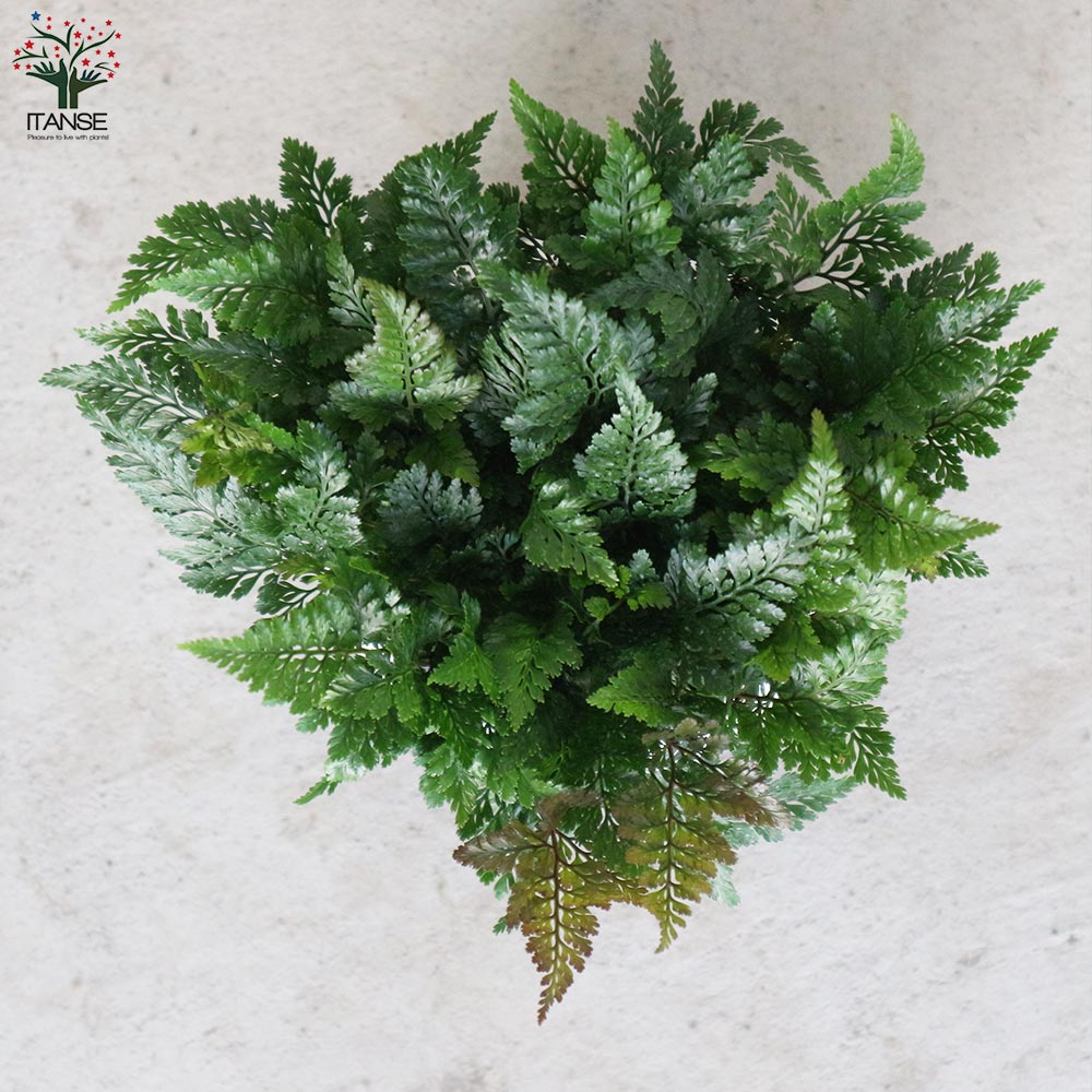 シダ トキワシノブ【観葉植物 4号エッグ鉢／1個売り】