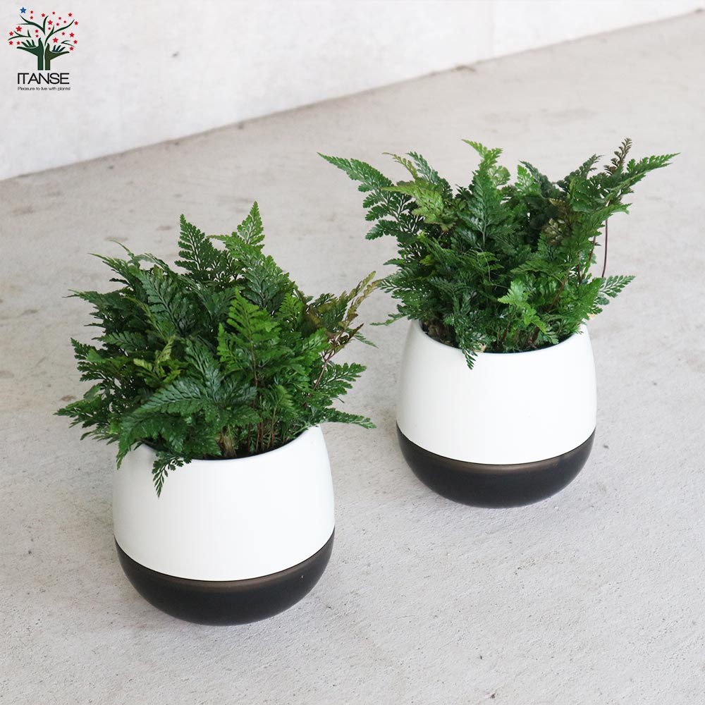 シダ トキワシノブ【観葉植物 4号エッグ鉢／1個売り】