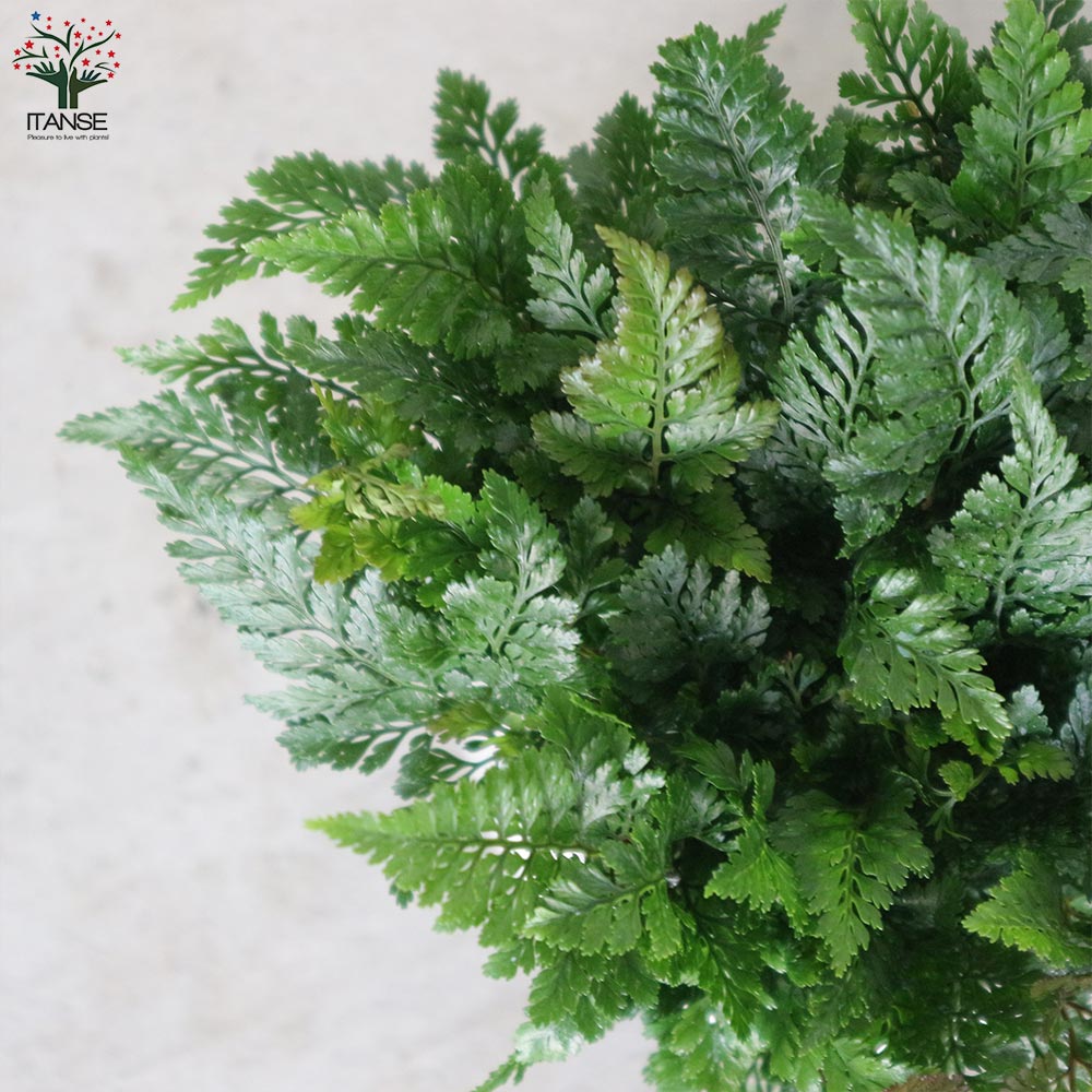 シダ トキワシノブ【観葉植物 4号エッグ鉢／1個売り】