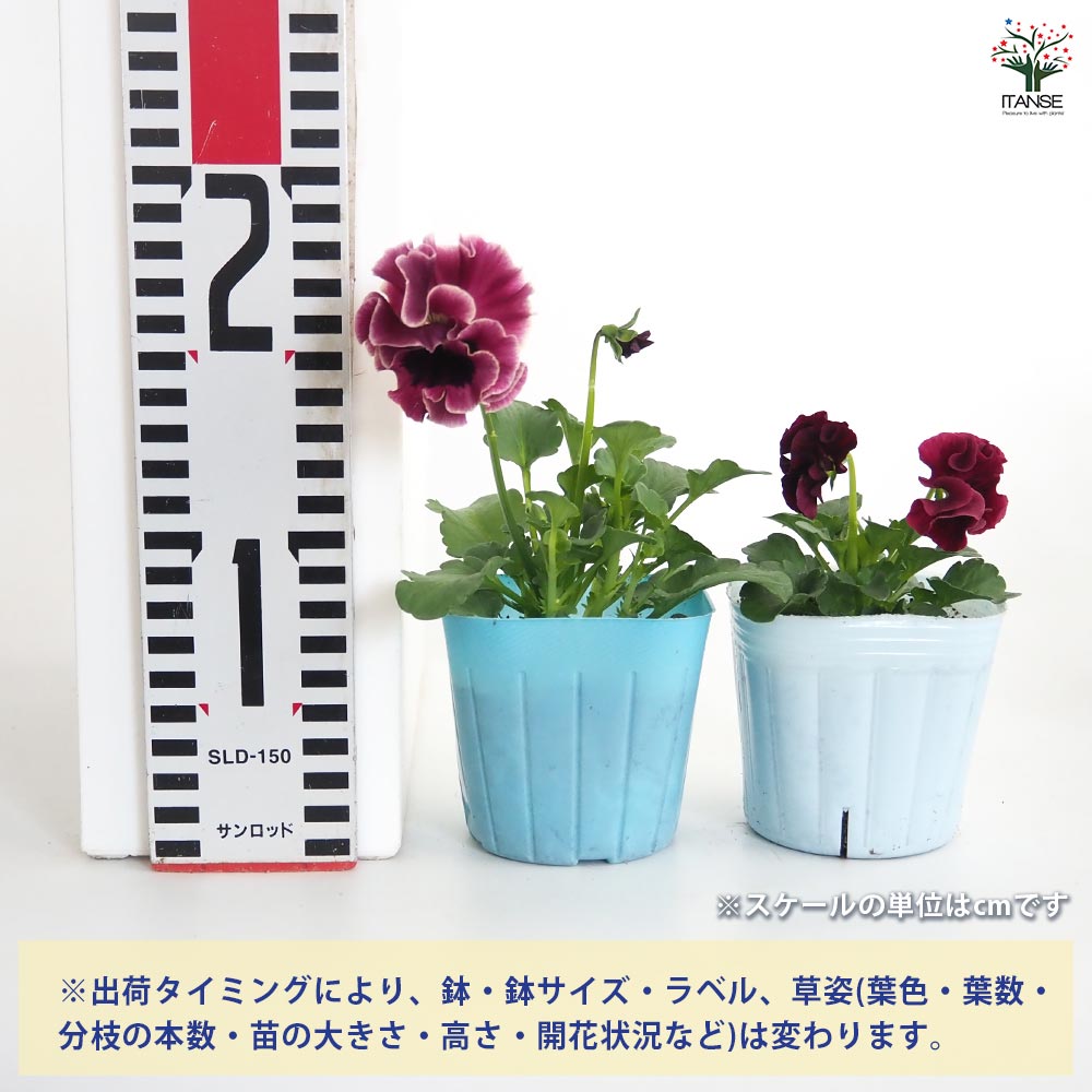 ビオラ ジャンヌ ダルク色MIX3個～ 【花苗 3号】