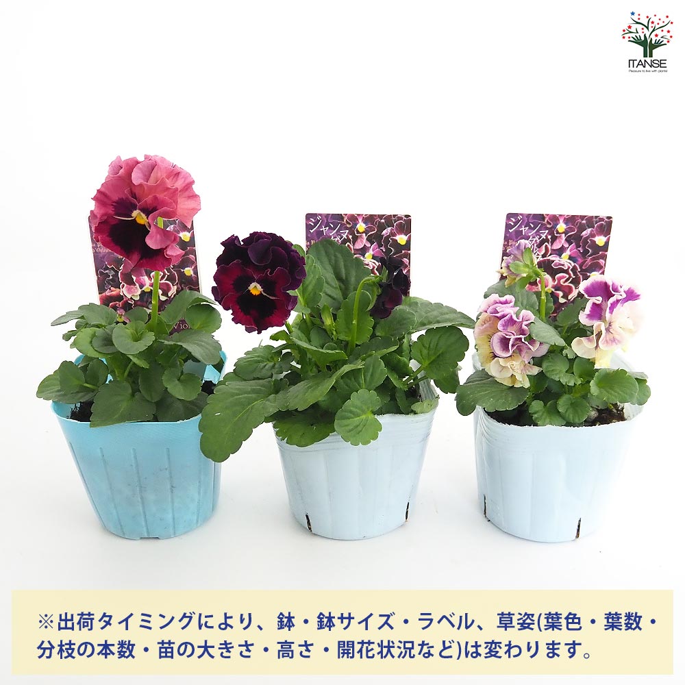 ビオラ ジャンヌ ダルク色MIX3個～ 【花苗 3号】