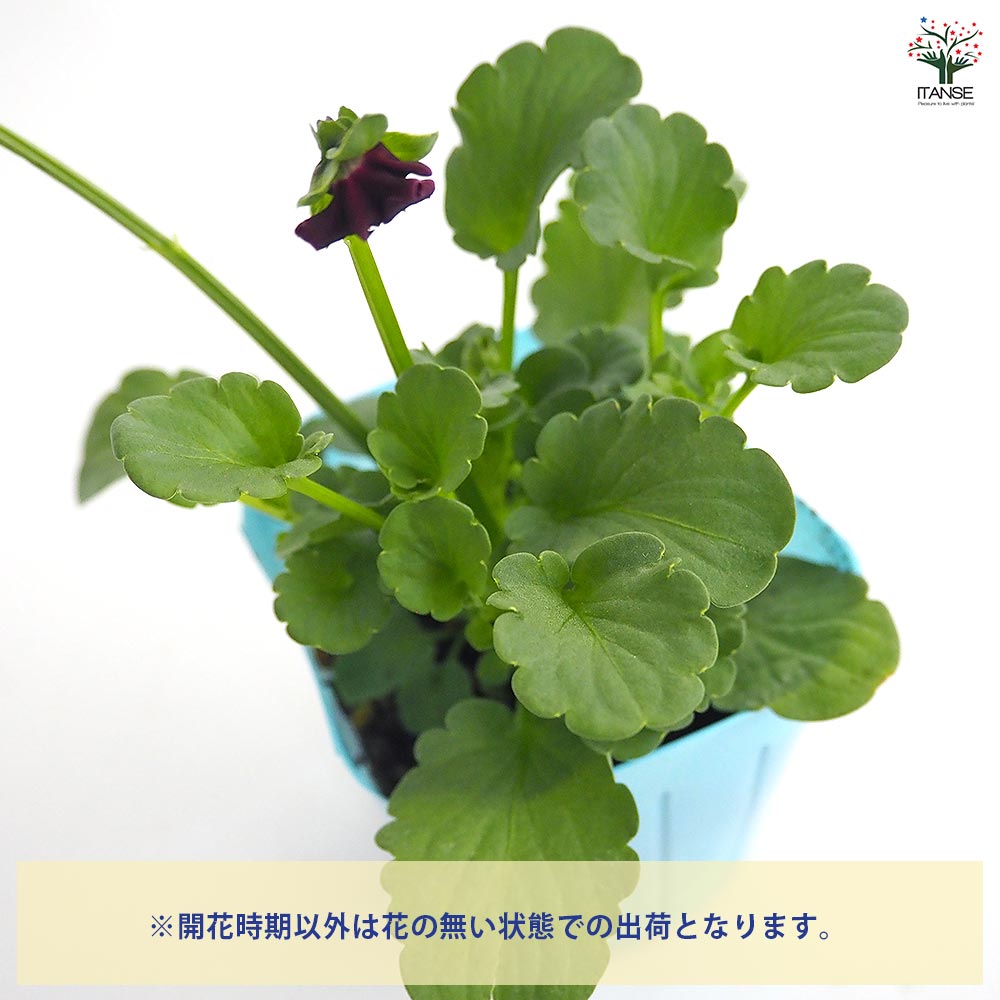 ビオラ ジャンヌ ダルク色MIX3個～ 【花苗 3号】