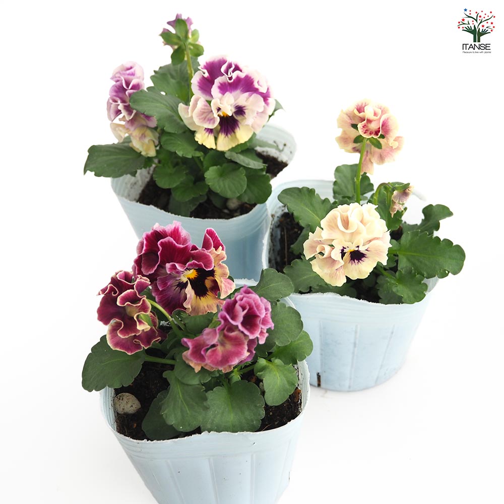 ビオラ ジャンヌ ダルク色MIX3個～ 【花苗 3号】