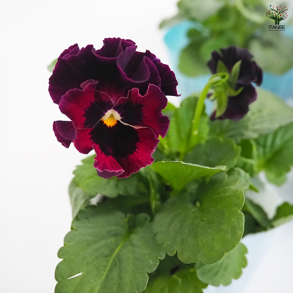 ビオラ ジャンヌ ダルク色MIX3個～ 【花苗 3号】