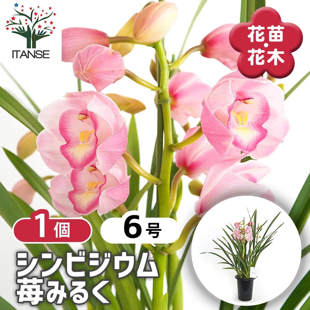 シンビジウム 苺みるく