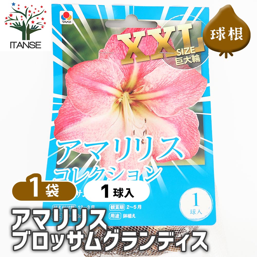 球根 アマリリス ブロッサムグランディス 【花球根 1球／1個売り