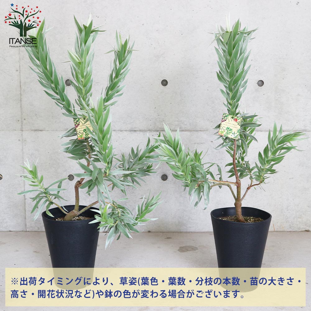 リューカデンドロンデュリフ　7号 現品お届け】リューカデンドロン デュリフ 7号｜観葉10-TU