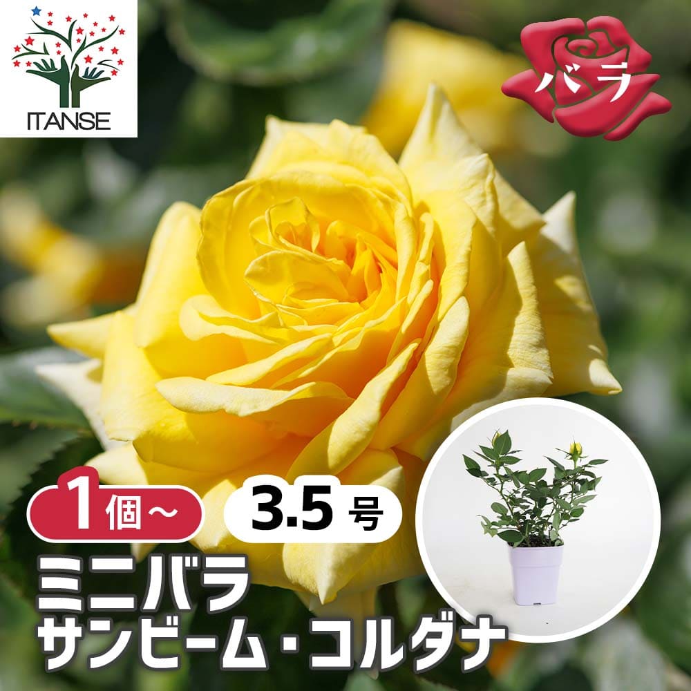ミニ薔薇 サンビーム 【花木苗 3.5号】｜ 【植物のITANSE】全品