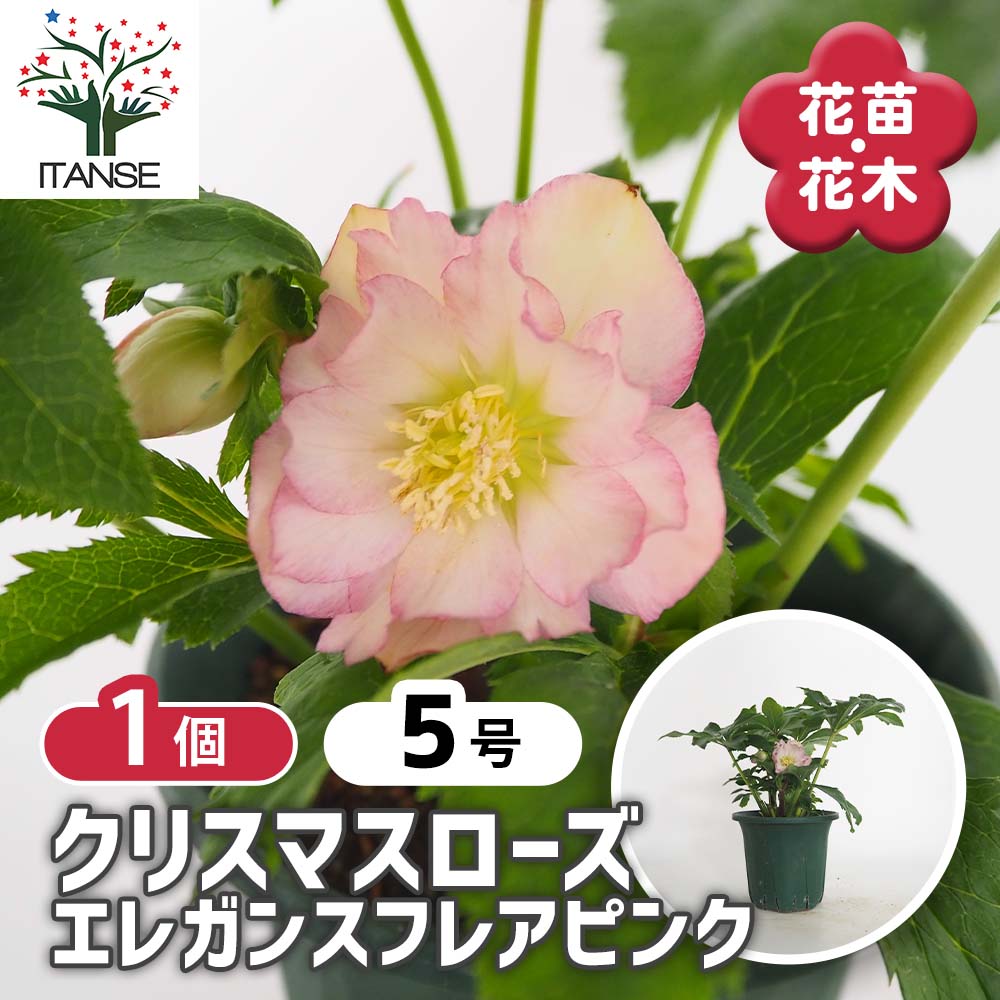 クリスマスローズ エレガンスフレアピンク 【花苗 5号／1個売り