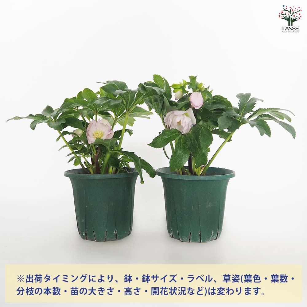 クリスマスローズ エレガンスフレアピンク 【花苗 5号／1個売り