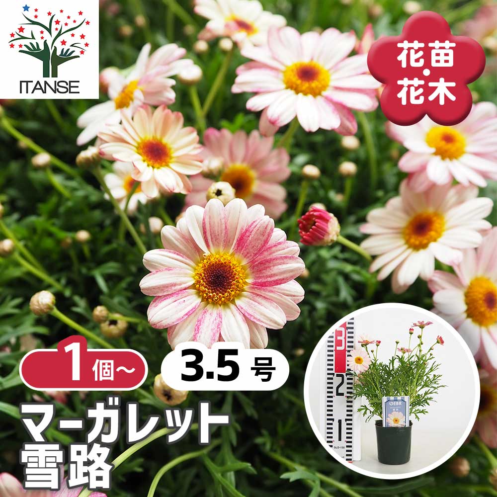 マーガレット 雪路 【花苗 3.5号】｜ 【植物のITANSE】全品送料