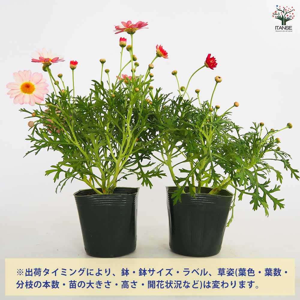 マーガレット 雪路 【花苗 3.5号】｜ 【植物のITANSE】全品送料