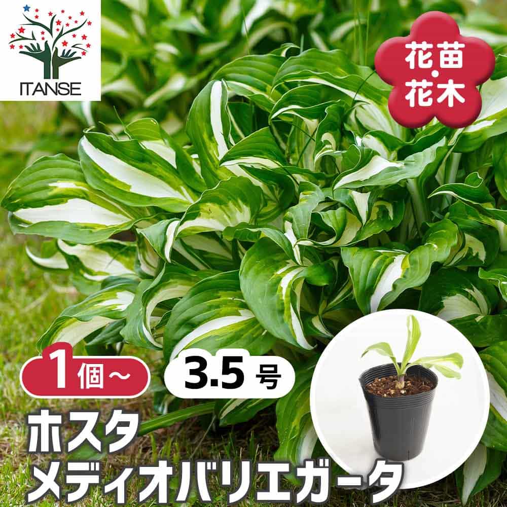 ホスタ メディオバリエガータ 【花苗 3.5号】｜ 【植物のITANSE