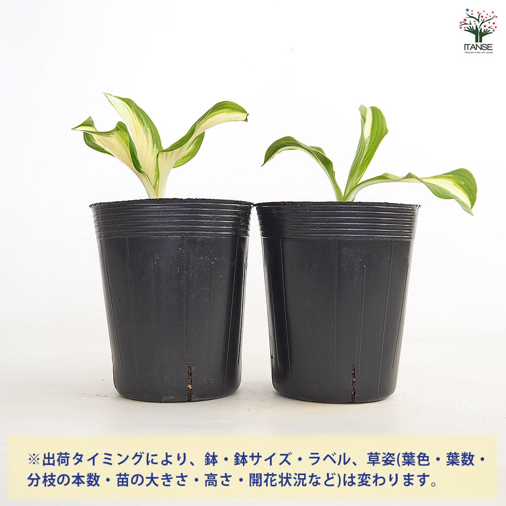 ☘️ホスタ【バリエガータ】抜き苗 ホスタ メディオバリエガータ 【花苗 3.5号】｜ 【植物のITANSE