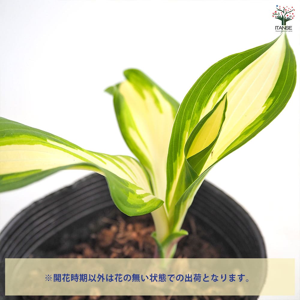 ホスタ メディオバリエガータ 【花苗 3.5号】｜ 【植物のITANSE