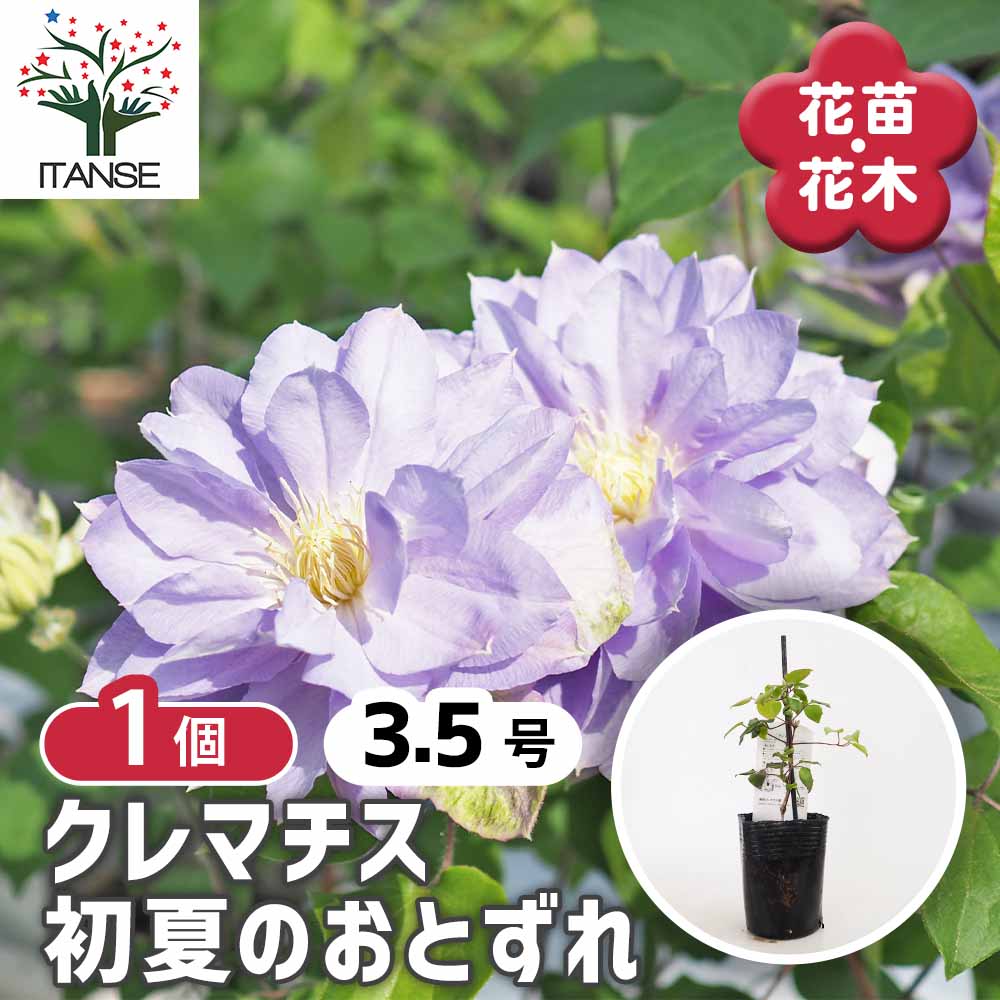 クレマチス 初夏のおとずれ 【花苗 3.5号／1個売り】｜ 【植物の