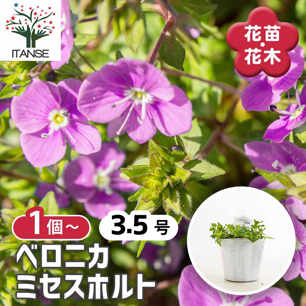 ベロニカ ミセスホルト 【花苗 3.5号】｜ 【植物のITANSE】全品