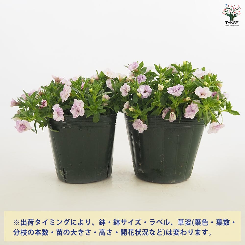 カリブラコア スリーピングビューティー 【花苗 3.5号】｜ 【植物の