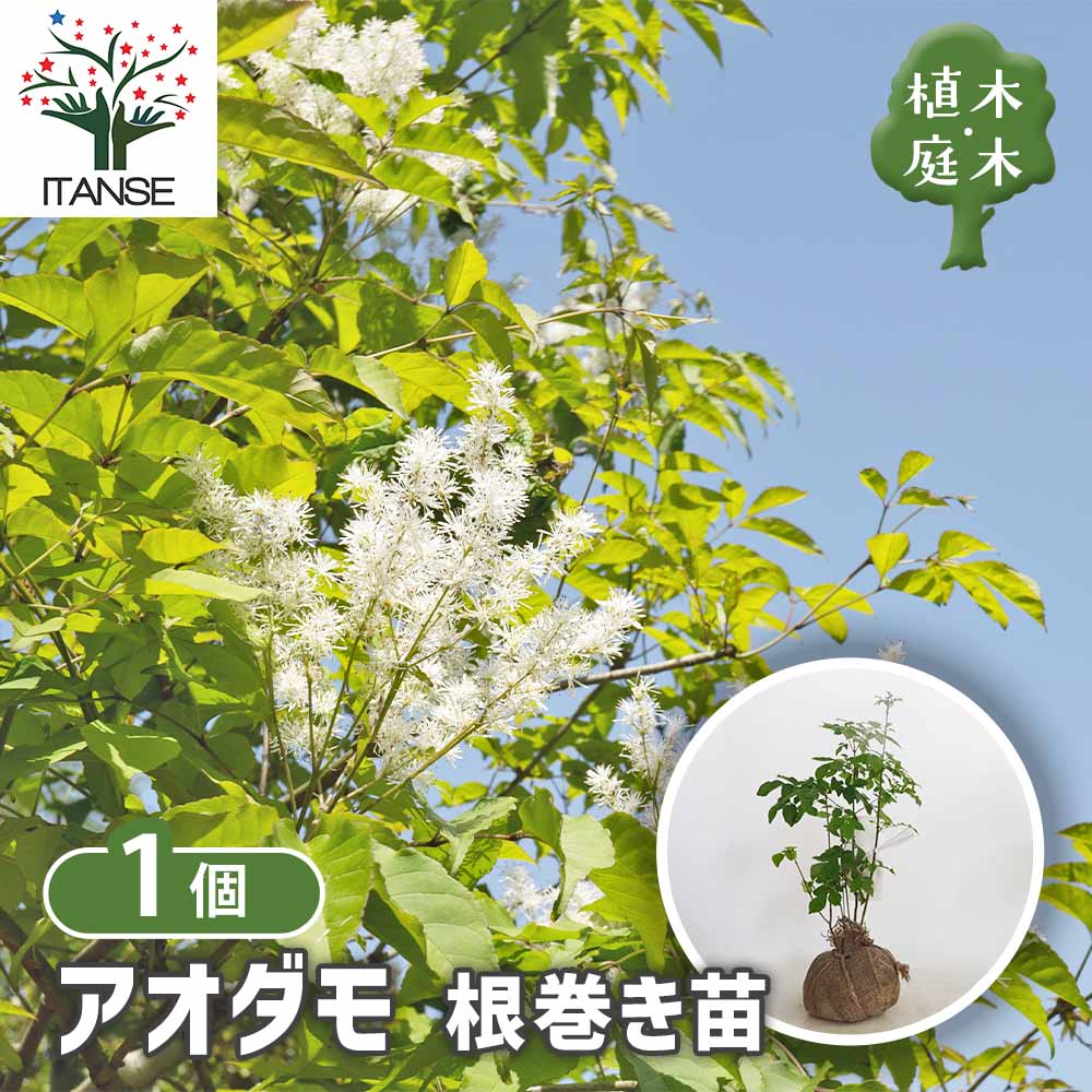 アオダモ 根巻き 【庭木 ／1個売り】｜ 【植物のITANSE】全品