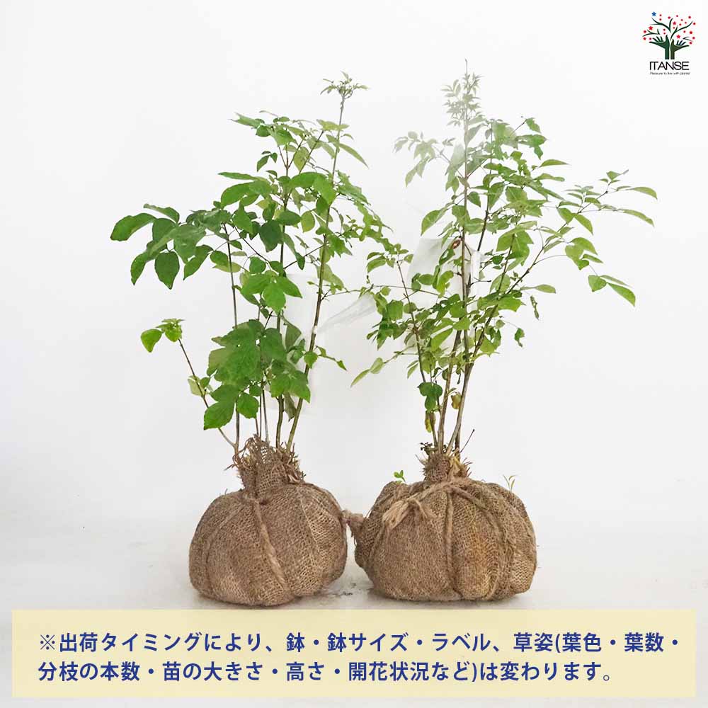 アオダモ 根巻き 【庭木 ／1個売り】｜ 【植物のITANSE】全品