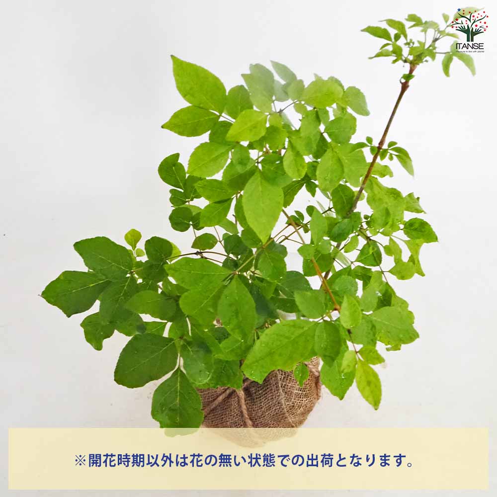 アオダモ 根巻き 【庭木 ／1個売り】｜ 【植物のITANSE】全品