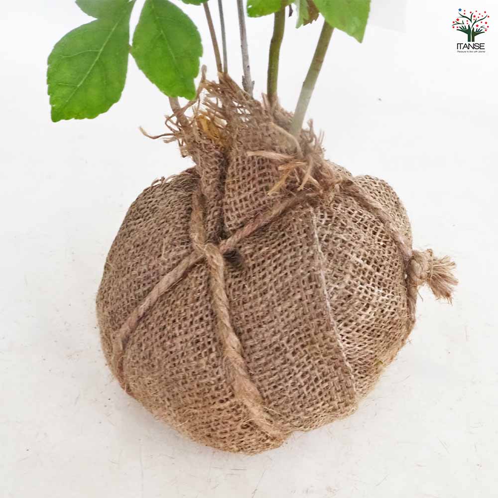 アオダモ 根巻き 【庭木 ／1個売り】｜ 【植物のITANSE】全品
