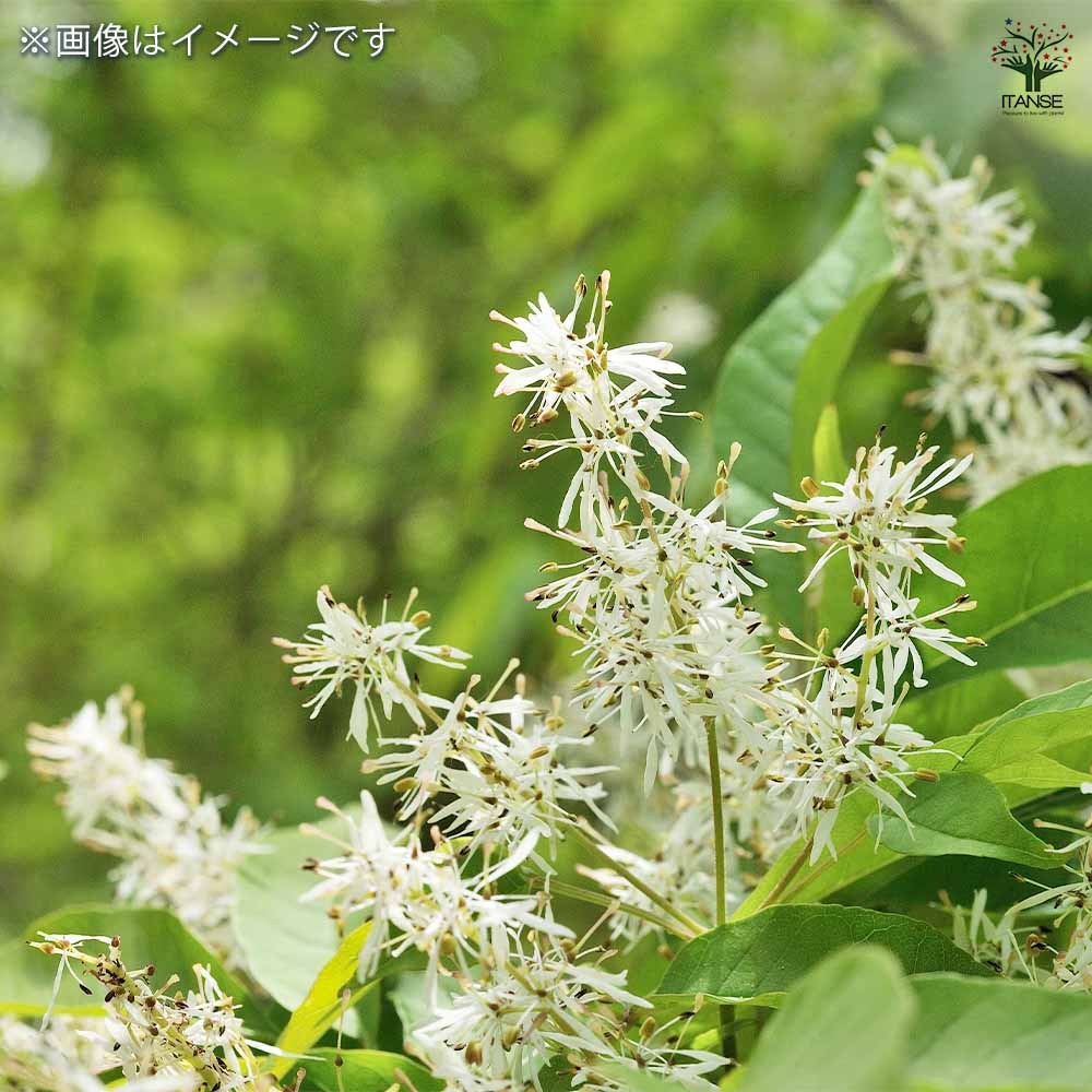 アオダモ 根巻き 【庭木 ／1個売り】｜ 【植物のITANSE】全品