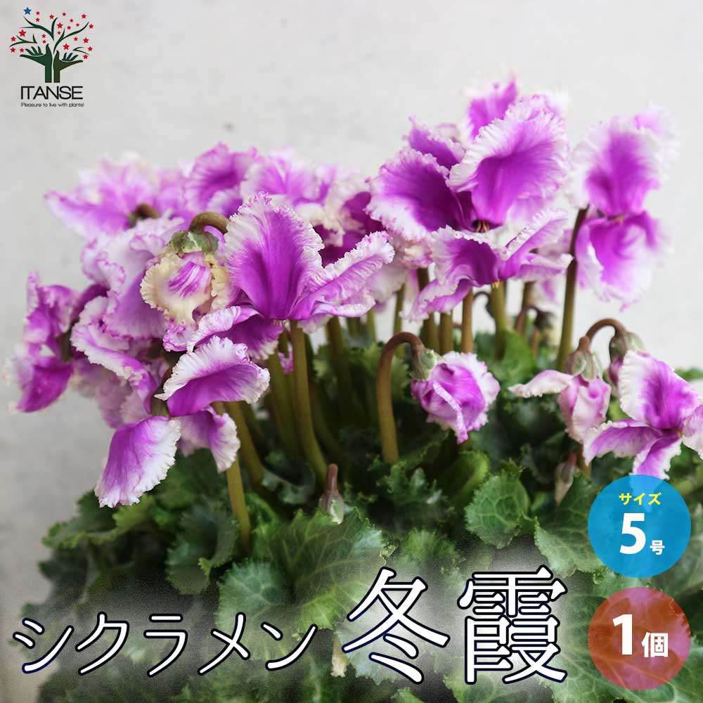 シクラメン 冬霞(フユガスミ)【花苗 5号鉢／1個売り】