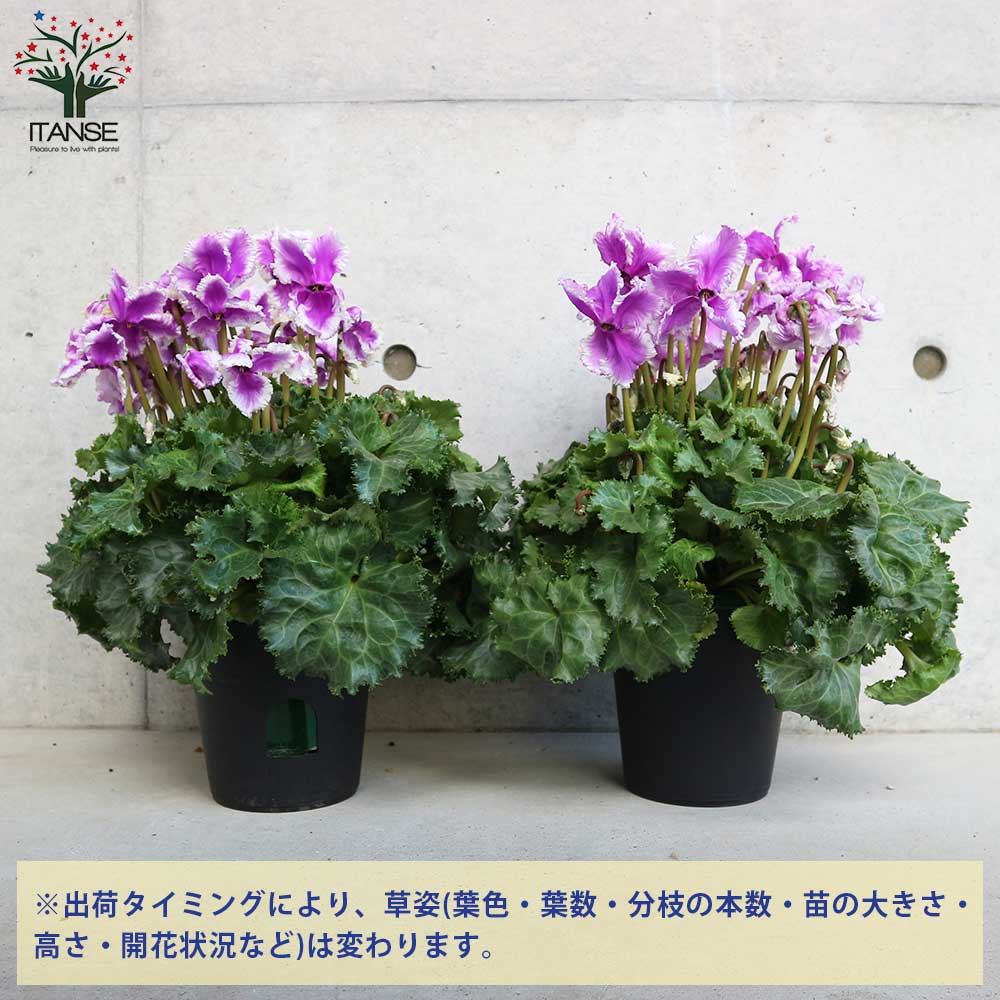 シクラメン 冬霞(フユガスミ)【花苗 5号鉢／1個売り】